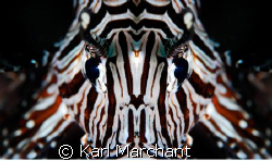 lionfish macro-mirror by Karl Marchant 